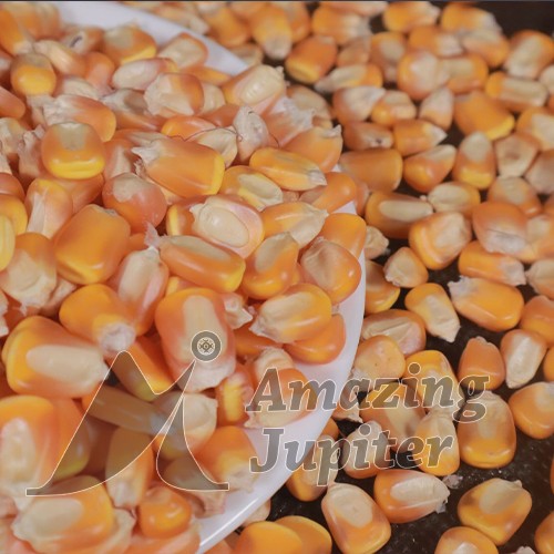 Yellow Corn | Amazing Jupiter Trading Company